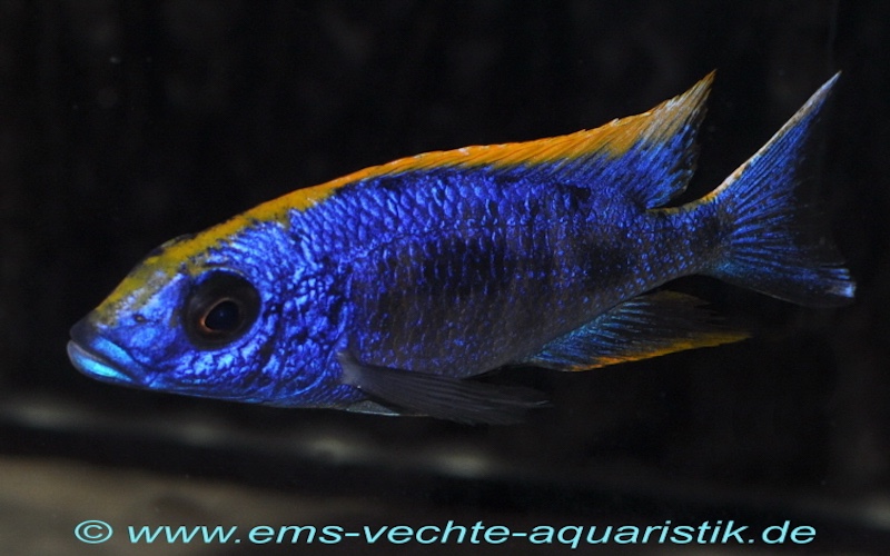 Otopharynx lithobates 'Zimbawe Rock'